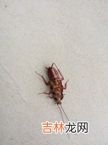 蝙蝠怎么驱赶,家里有蝙蝠怎么驱赶？