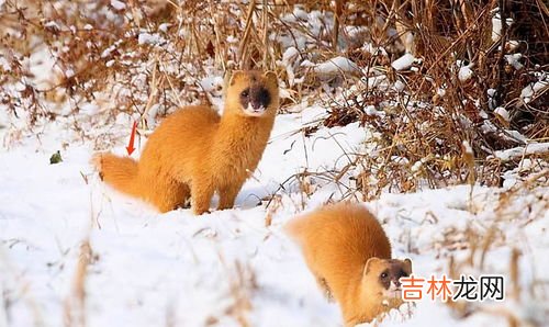 黄大仙是什么动物,民间所传的八大地仙，是指什么动物？