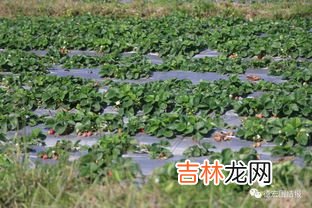 12月份是草莓的季节吗,草莓季节是几月份吃?