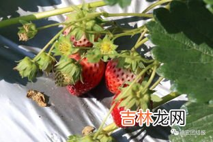 12月份是草莓的季节吗,草莓季节是几月份吃?