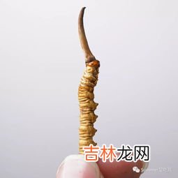 虫草适合怎么吃最好,虫草适合怎么吃最好