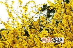 迎春花什么颜色,迎春花是什么颜色的?