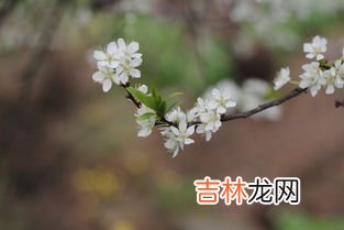 迎春花什么颜色,迎春花是什么颜色的?