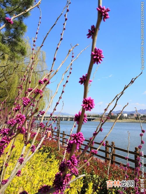 迎春花什么颜色,迎春花是什么颜色的?