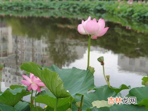 荷花和莲花的区别是什么,荷花与莲花的区别