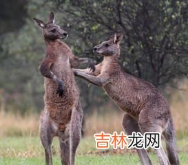 澳洲袋鼠精有副作用吗,袋鼠精胶囊禁忌