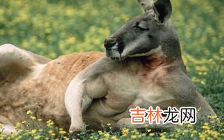 澳洲袋鼠精有副作用吗,袋鼠精胶囊禁忌