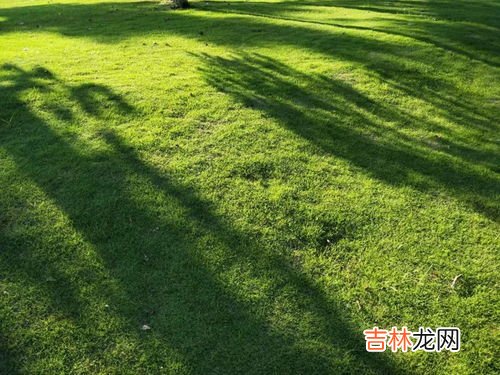 草地绿绿的像什么,绿油油的草地像什么?
