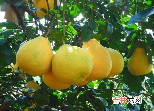 沙田柚保存方法,市场上买来的沙田柚怎么保存？