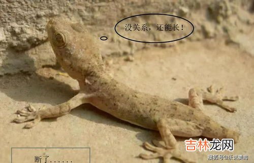 五毒为什么有壁虎,五毒壁虎为什么在其中?