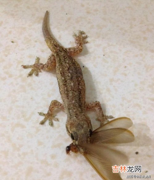 五毒为什么有壁虎,五毒壁虎为什么在其中?