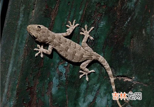 五毒为什么有壁虎,五毒壁虎为什么在其中?