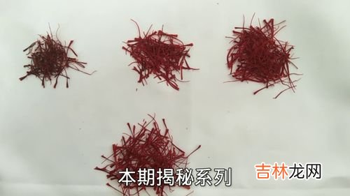 藏红花种子什么时候种,藏红花的种子种植方法？