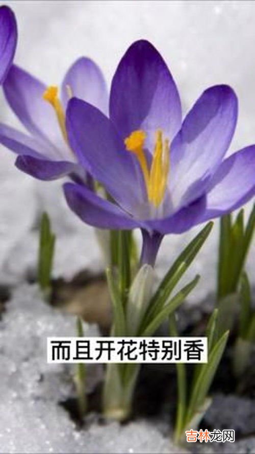 藏红花种子什么时候种,藏红花的种子种植方法？