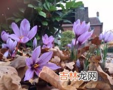 藏红花种子什么时候种,藏红花的种子种植方法？