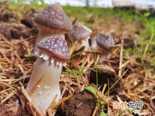 赤松茸的做法,赤松茸怎么做汤