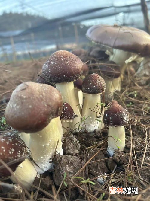赤松茸的做法,赤松茸怎么做汤