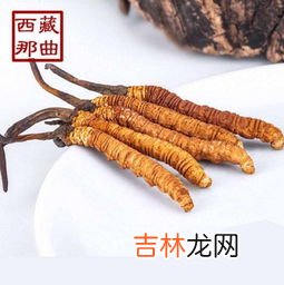虫草一次吃几根合适,虫草的最佳吃法及用量