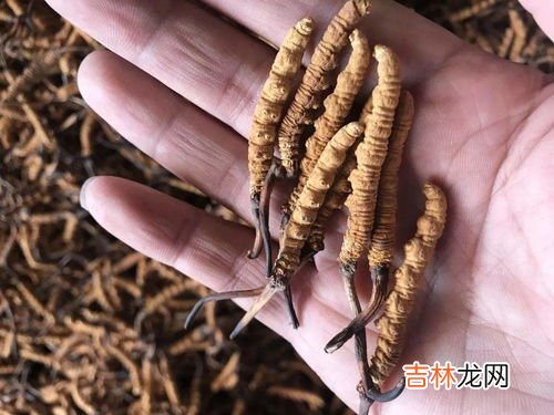 虫草一次吃几根合适,虫草的最佳吃法及用量