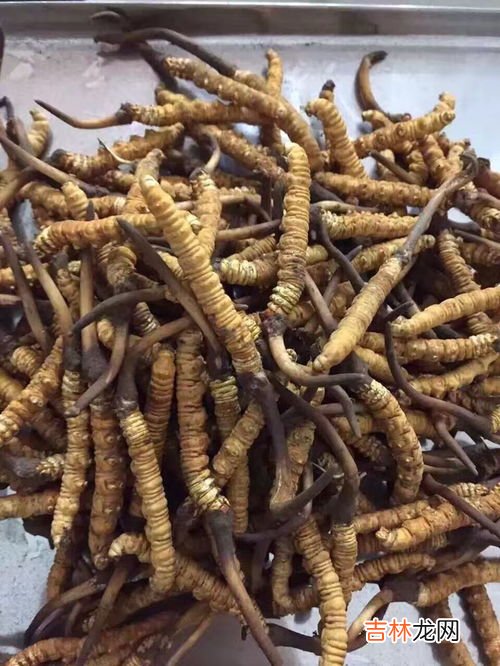 虫草一次吃几根合适,虫草的最佳吃法及用量
