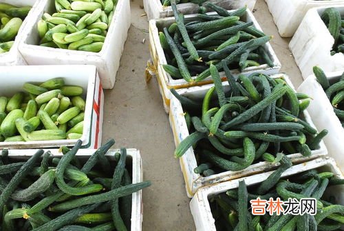 弯黄瓜和直黄瓜的区别,黄瓜直的好还是弯的好 看完再也不纠结