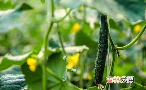 弯黄瓜和直黄瓜的区别,黄瓜直的好还是弯的好 看完再也不纠结