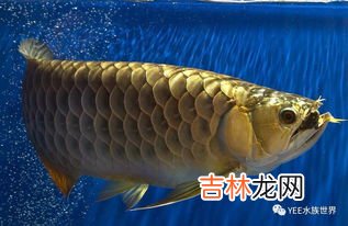 鱼类适应水中生活的形态结构特征,鱼适应水中生活的形态结构特点？