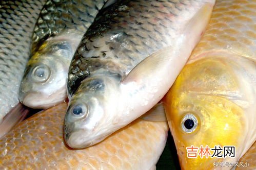 鱼类适应水中生活的形态结构特征,鱼适应水中生活的形态结构特点？