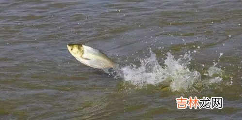鱼类适应水中生活的形态结构特征,鱼适应水中生活的形态结构特点？