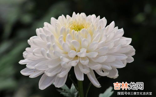 菊花怎么吃,鲜菊花怎么吃？