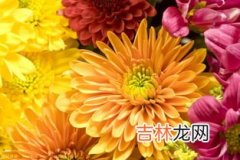 菊花怎么吃,鲜菊花怎么吃？