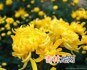 菊花怎么吃,鲜菊花怎么吃？