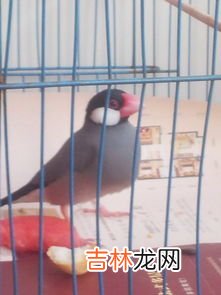 苍蝇的养殖方法,苍蝇养殖技术