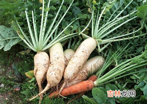 冬季常吃的蔬菜有哪些为什么,冬天有什么蔬菜可以吃