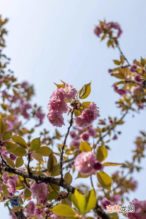 草长莺飞的意思是什么意思,莺飞的意思是什么