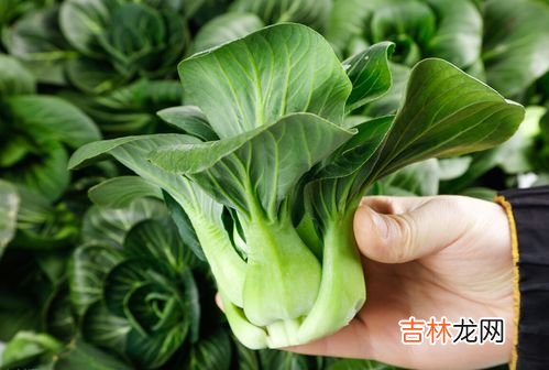 油菜不能和什么一起吃,油菜不能和什么一起吃_油菜不可以和什么同吃