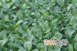 油菜不能和什么一起吃,油菜不能和什么一起吃_油菜不可以和什么同吃