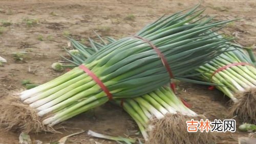 葱的功效与作用,葱的功效与作用及食用方法