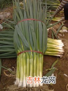 葱的功效与作用,葱的功效与作用及食用方法