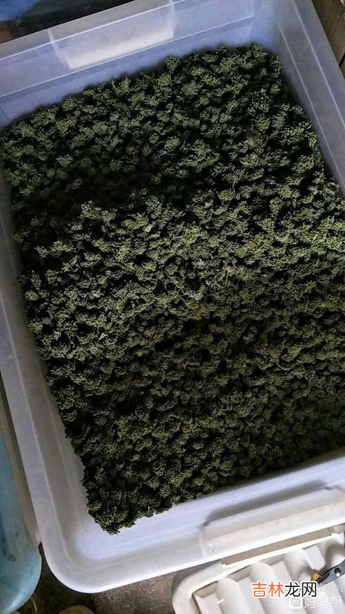 三七花泡水喝的副作用,三七花的副作用是什么 三七花泡水喝的功效与禁忌解析
