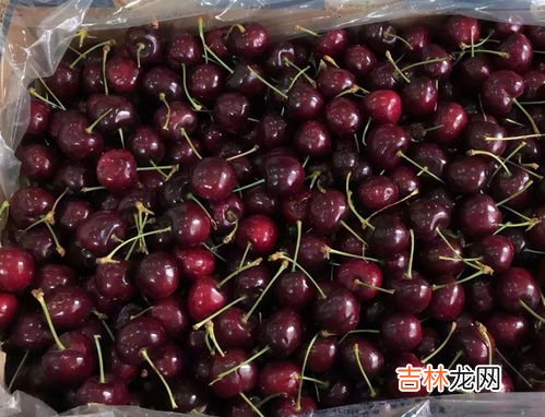 车厘子有虫还能吃吗,樱桃里面的虫子能吃吗