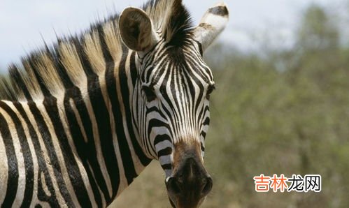 哪些发明是从动物身上获得启示的,有哪些发明是从动物身上发明的？