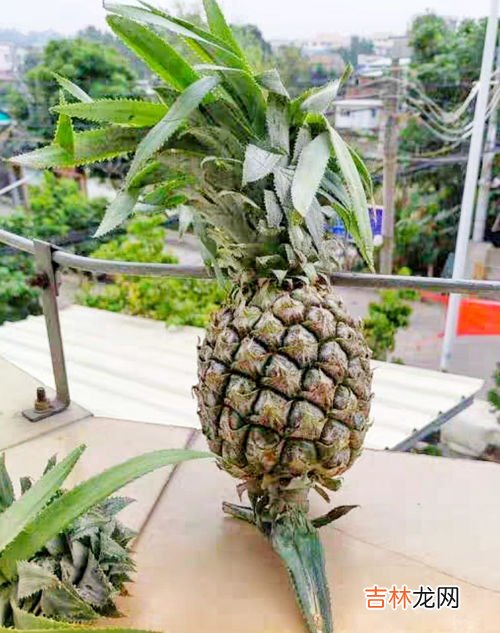 菠萝如何催熟,菠萝怎么催熟比较快