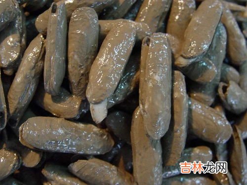 蛏子怎么抓,鲅鱼圈如何抓大海蛏子