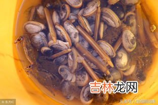 蛏子怎么抓,鲅鱼圈如何抓大海蛏子