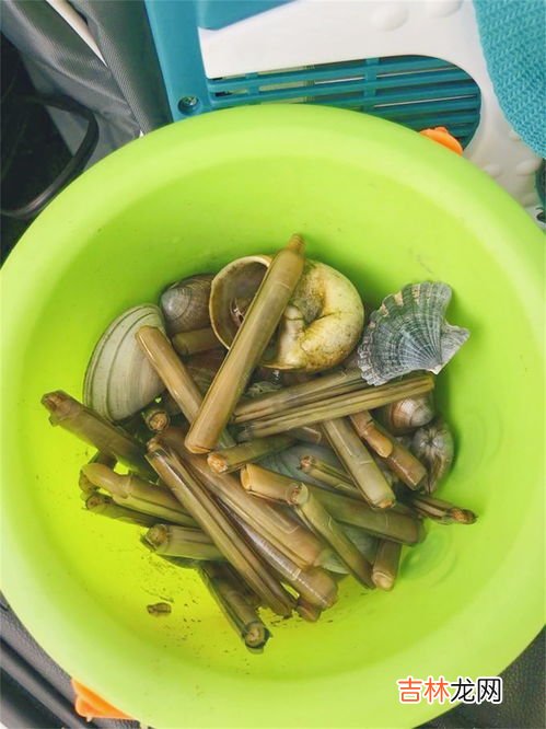 蛏子怎么抓,鲅鱼圈如何抓大海蛏子
