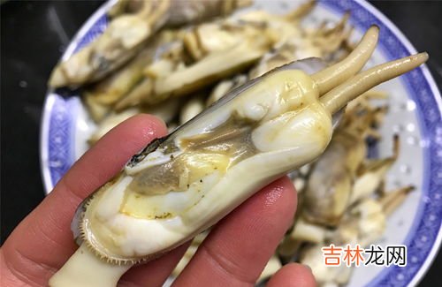 蛏子怎么抓,鲅鱼圈如何抓大海蛏子