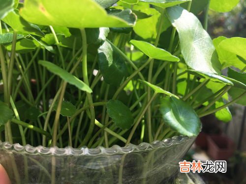 菖蒲冬季怎么养才长得好,菖蒲怕冷吗