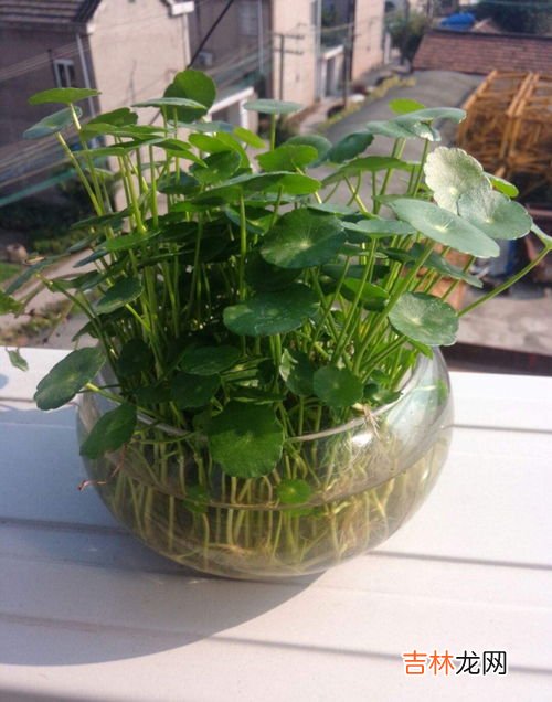 菖蒲冬季怎么养才长得好,菖蒲怕冷吗