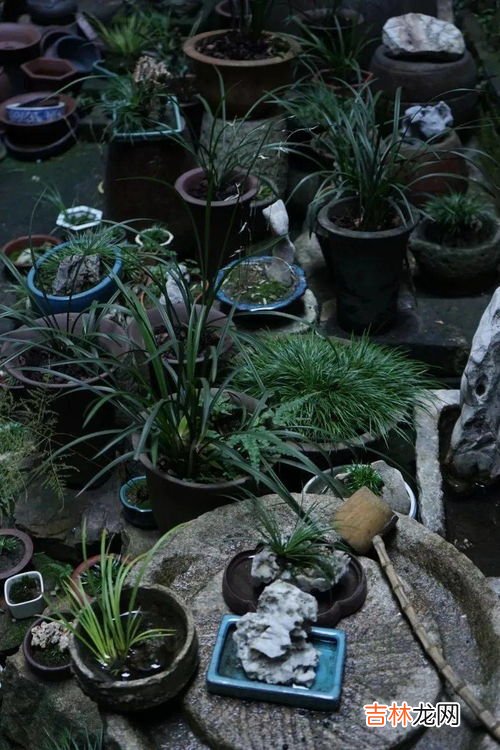 菖蒲冬季怎么养才长得好,菖蒲怕冷吗
